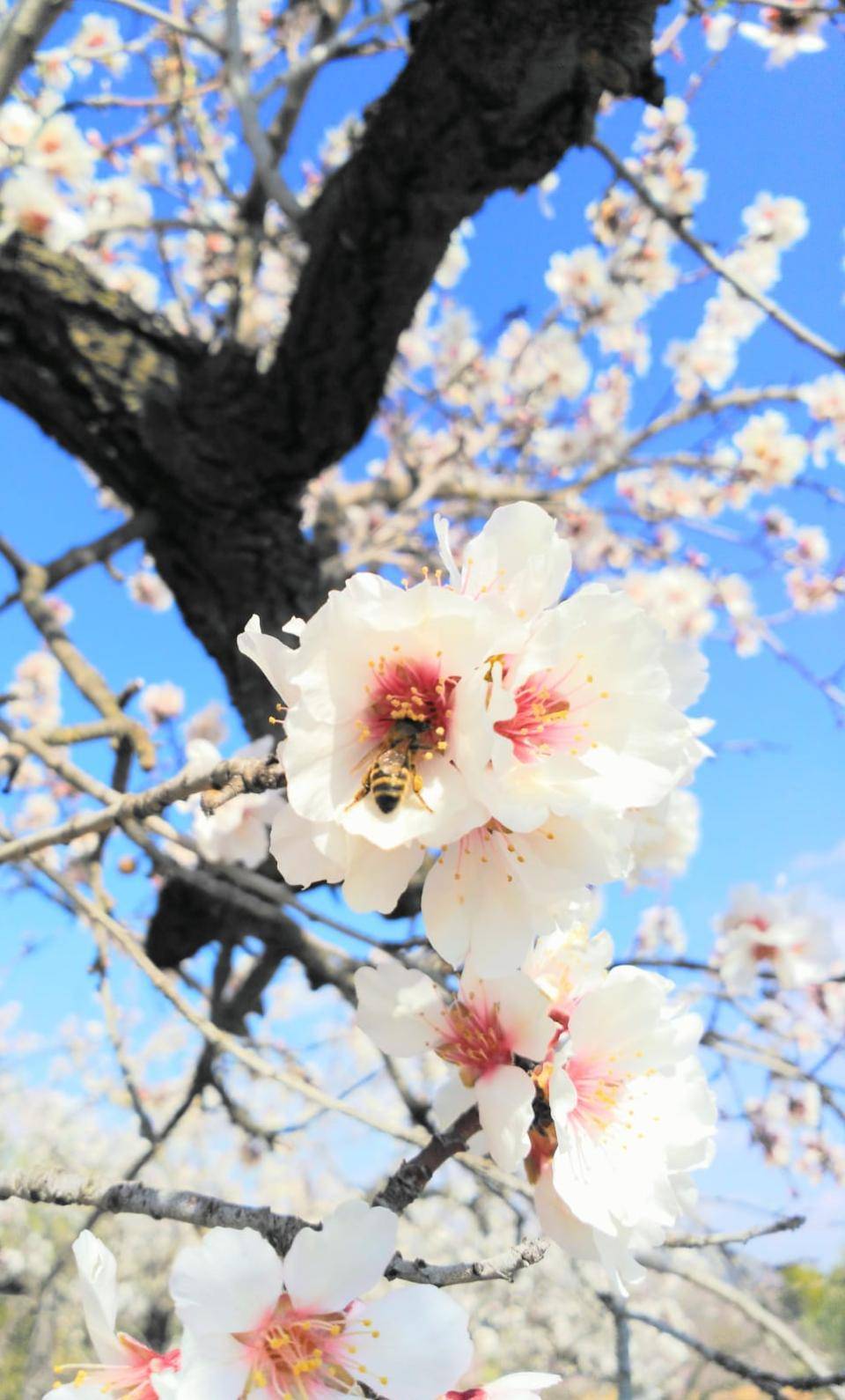 Honeybee pollinating an almond flower
