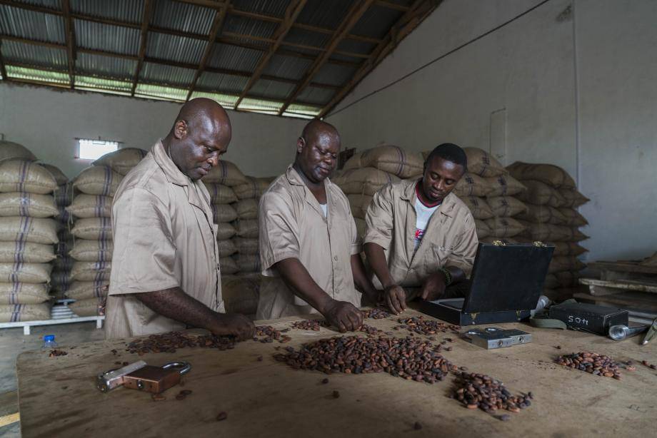 Cocoa being evaluated for packaging in warehouse