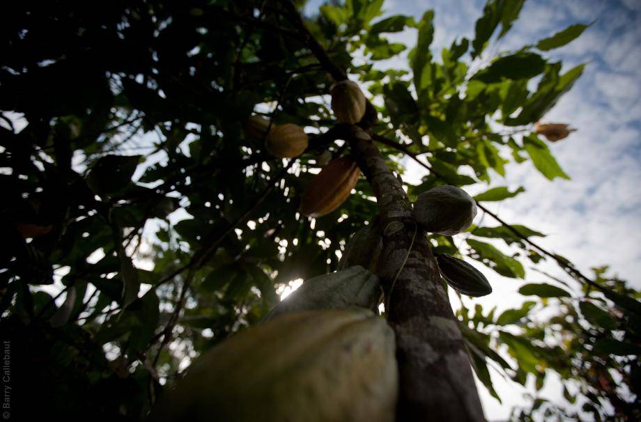 Cocoa cultivation