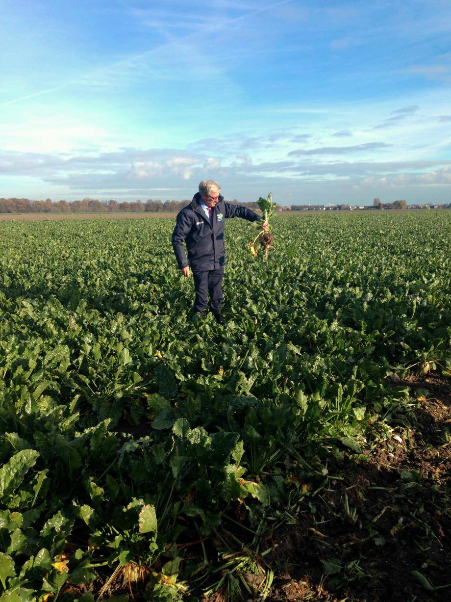 Sugar beet plantation