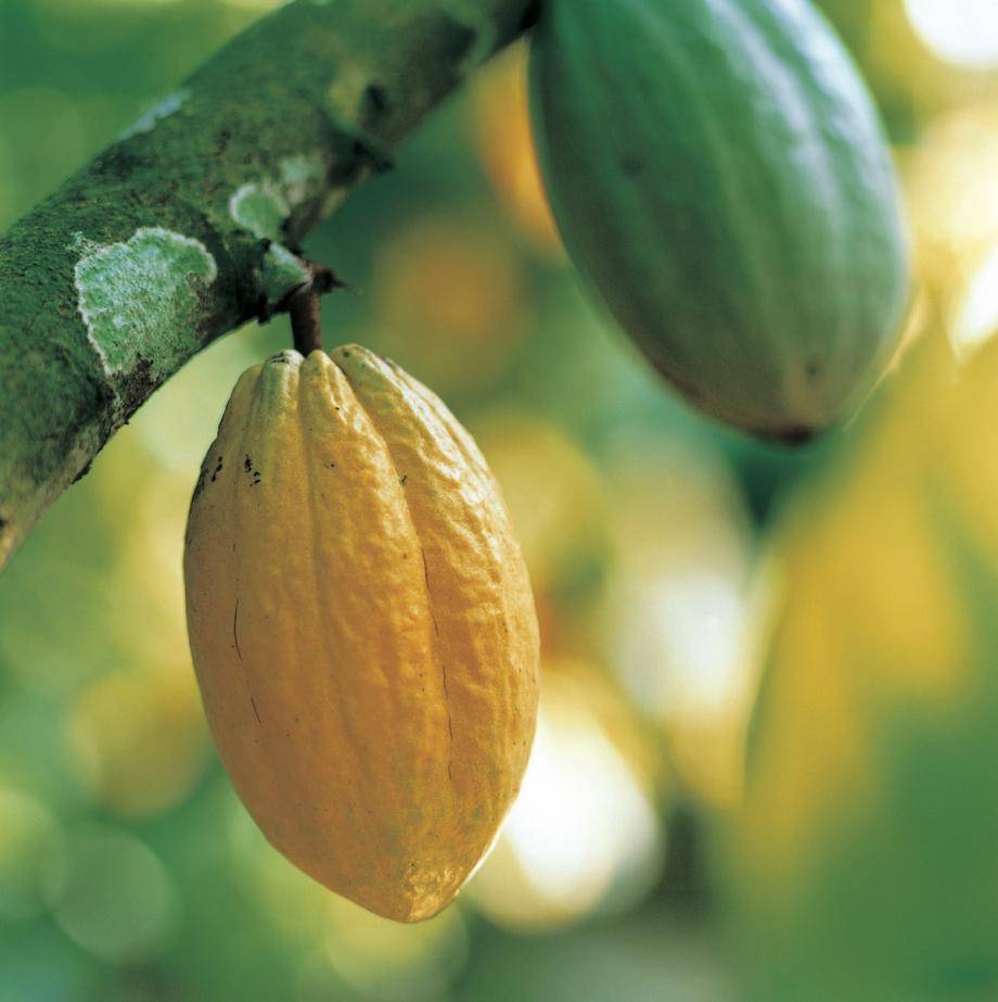 Forastero Cocoa pod