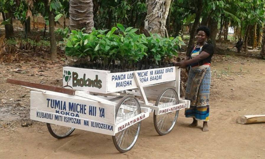 cocoa_seedling_distribution_system_tanzania