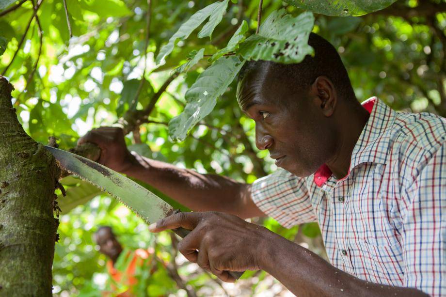 Ivory coast supply chain responsibility