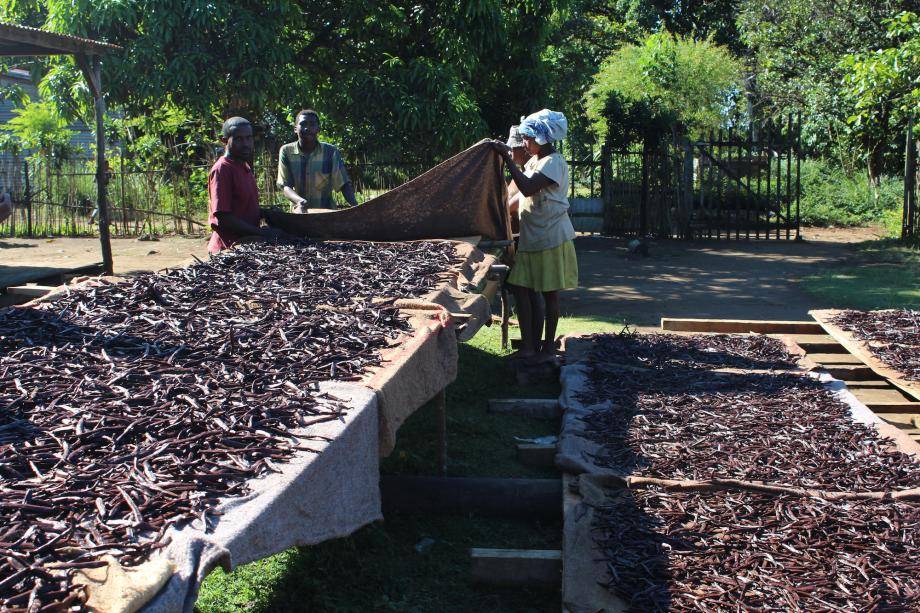 vanilla drying in Madagascar