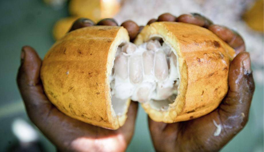 cocoa pod - organic chocolate