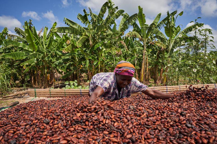 Forever Chocolate - Prospering farmer