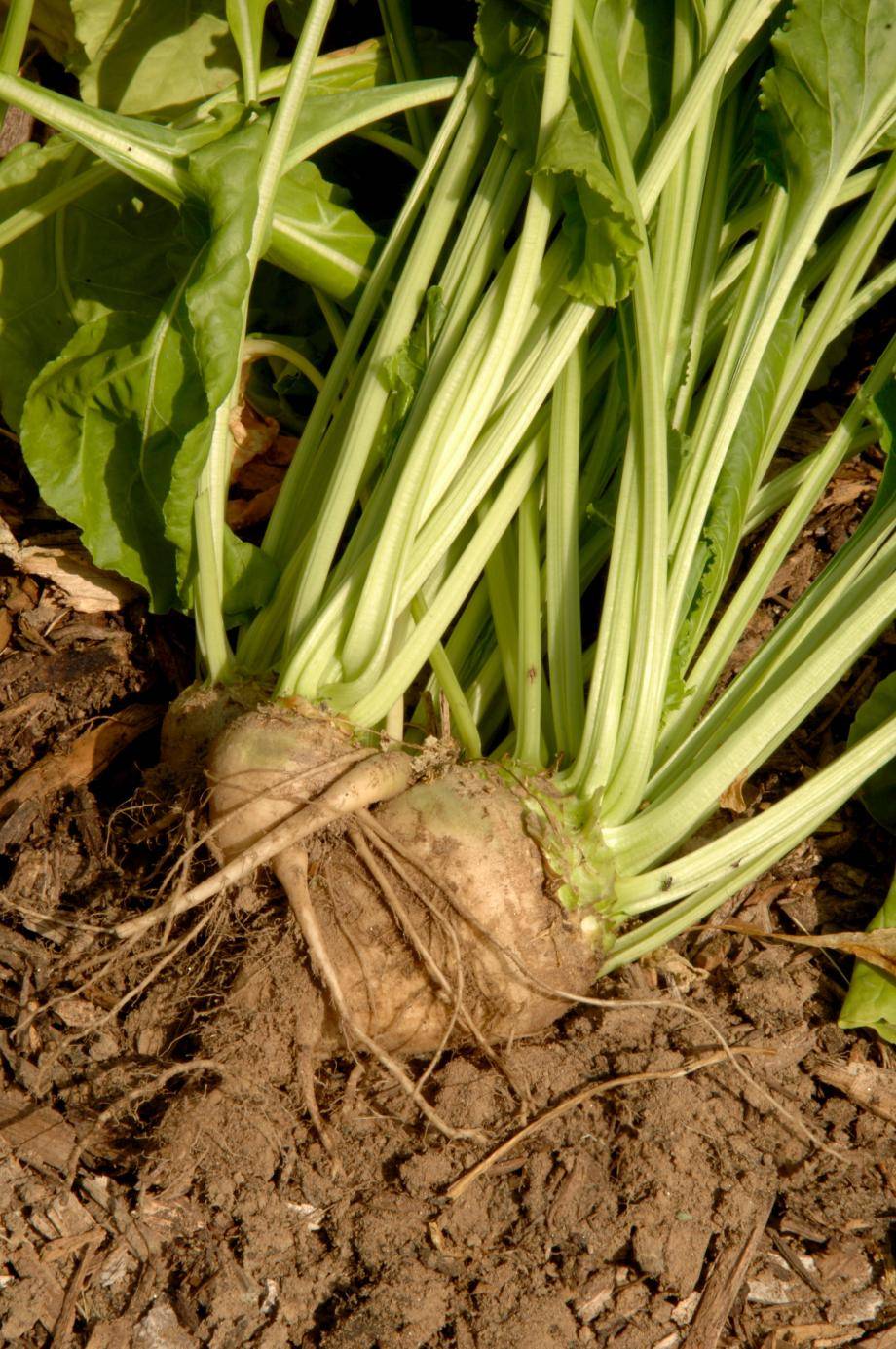Beet Sugar - Sustainable chocolate Forever Chocolate