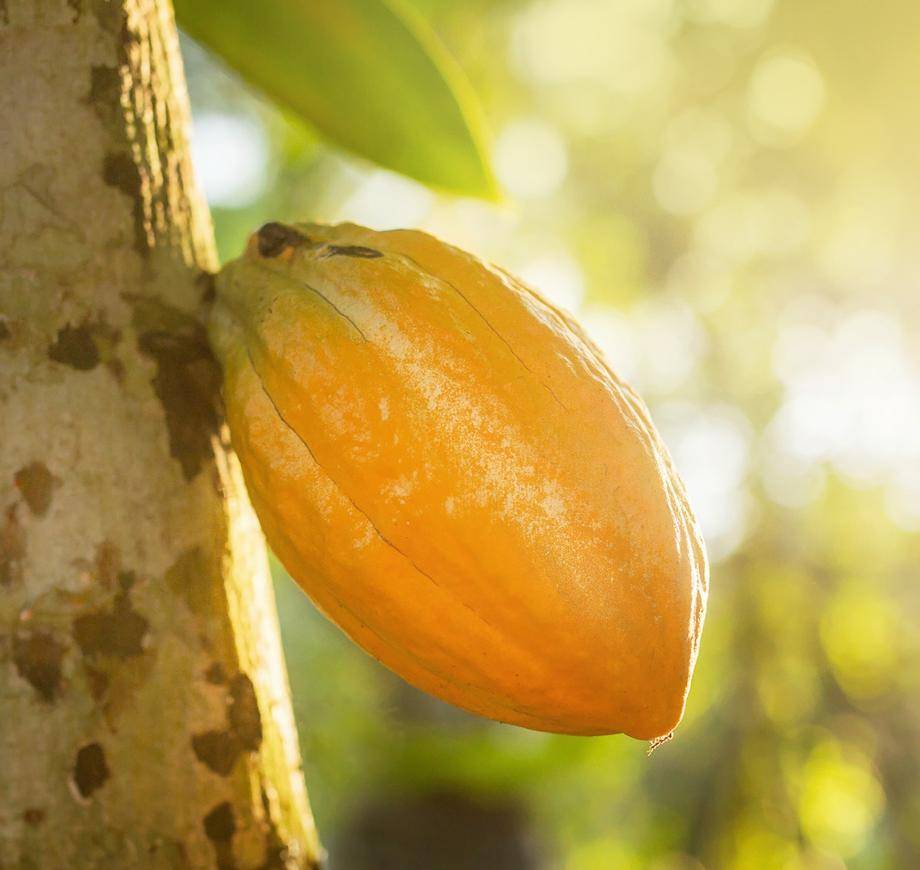 yellow cacaofruit hanging in the tree