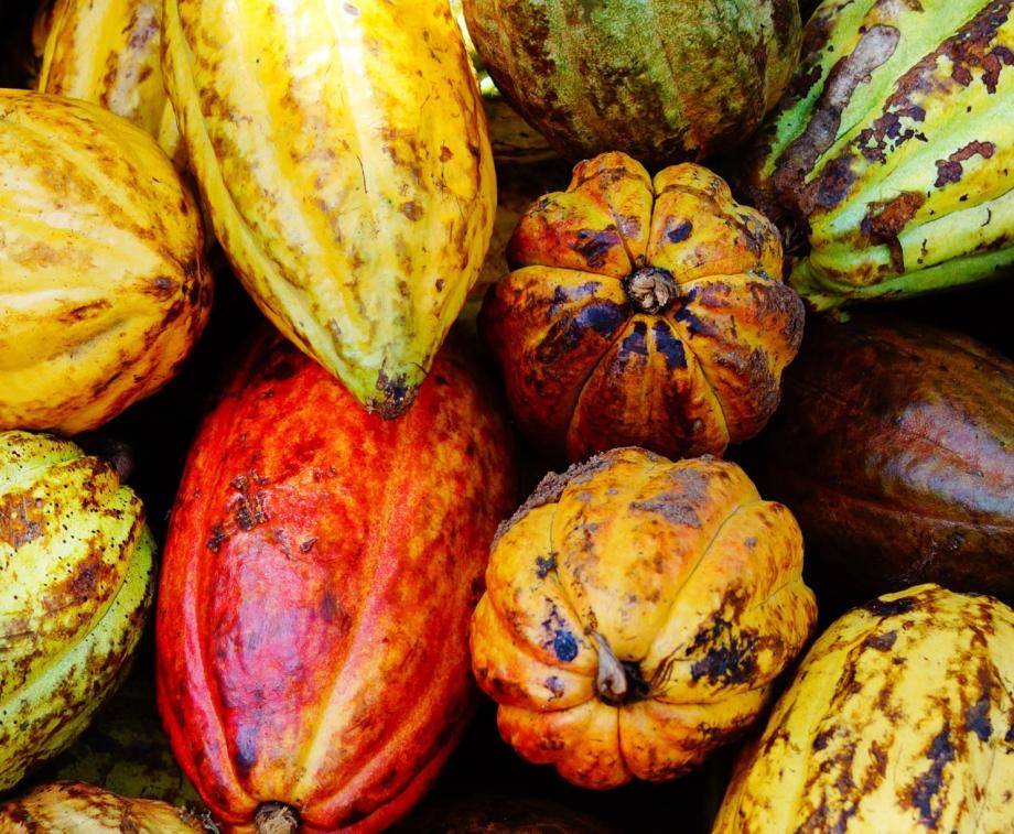 cacaofruits