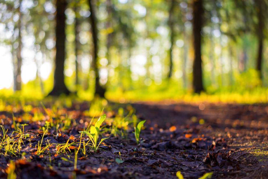 Sunny forest with earth