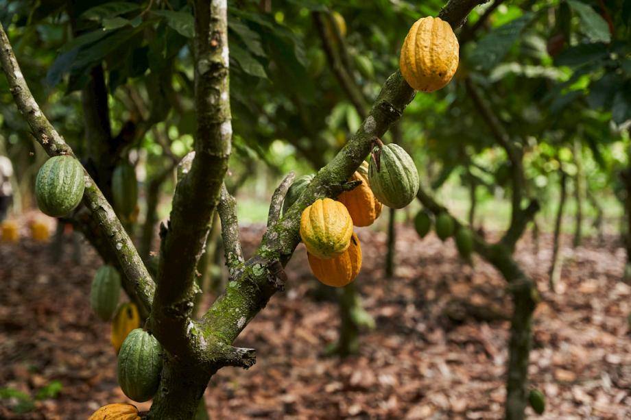 implementing carbon sequestration