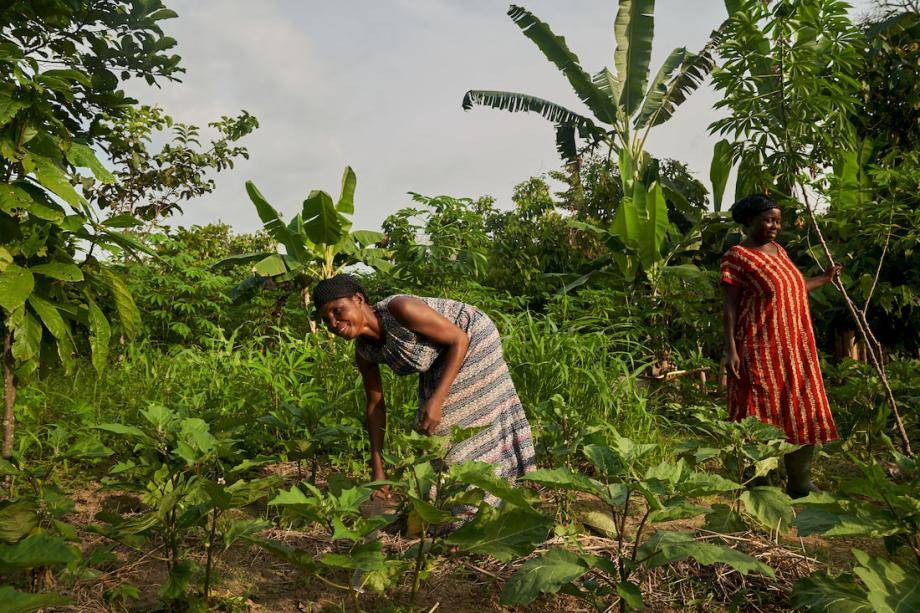 Vegetable farming