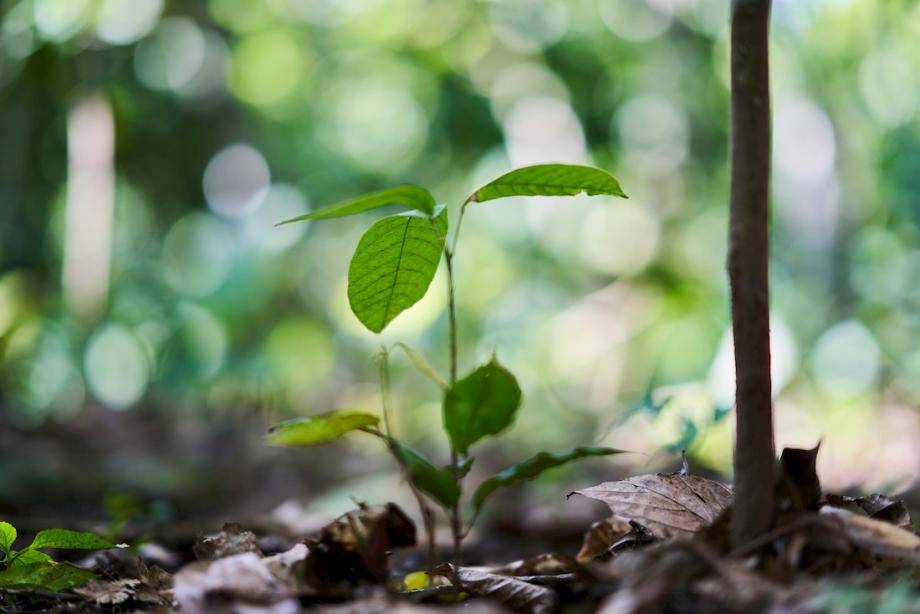 Thriving nature - Forever Chocolate
