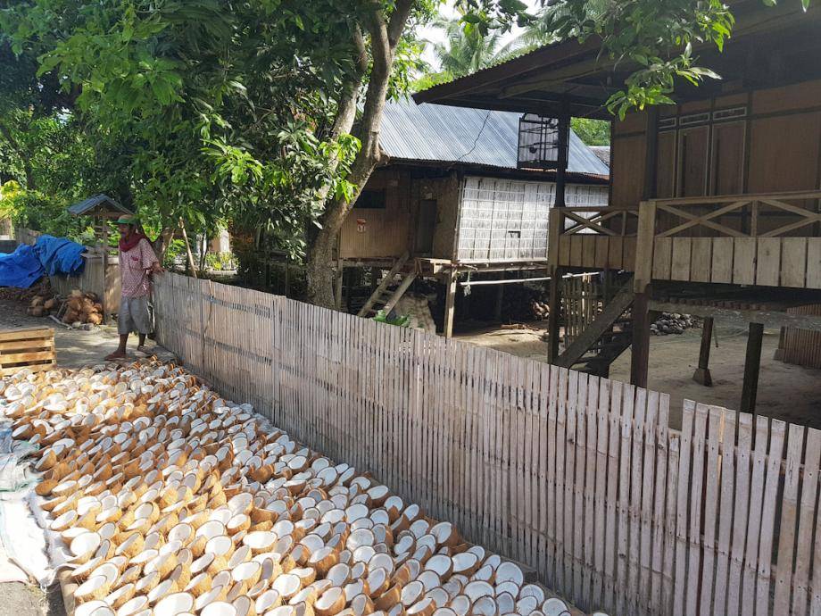 sustainable COCONUT