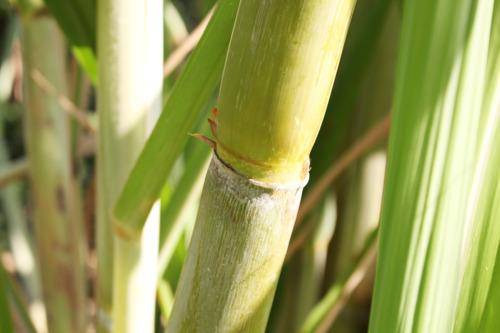 sustainable sugar