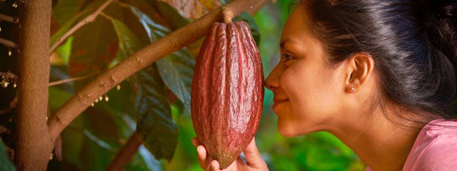 natural and fresh cacaofruit