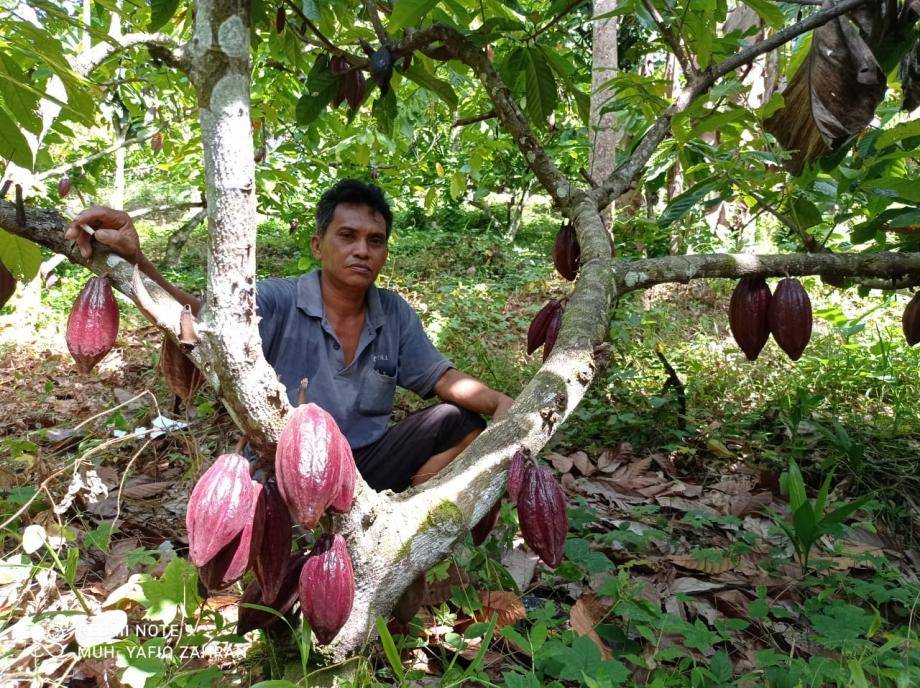 Usman, farmer, in his cocoa plantation