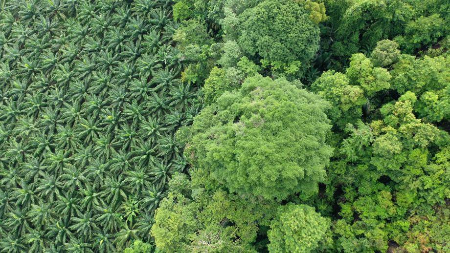 Raw Palm and Soy aerial view