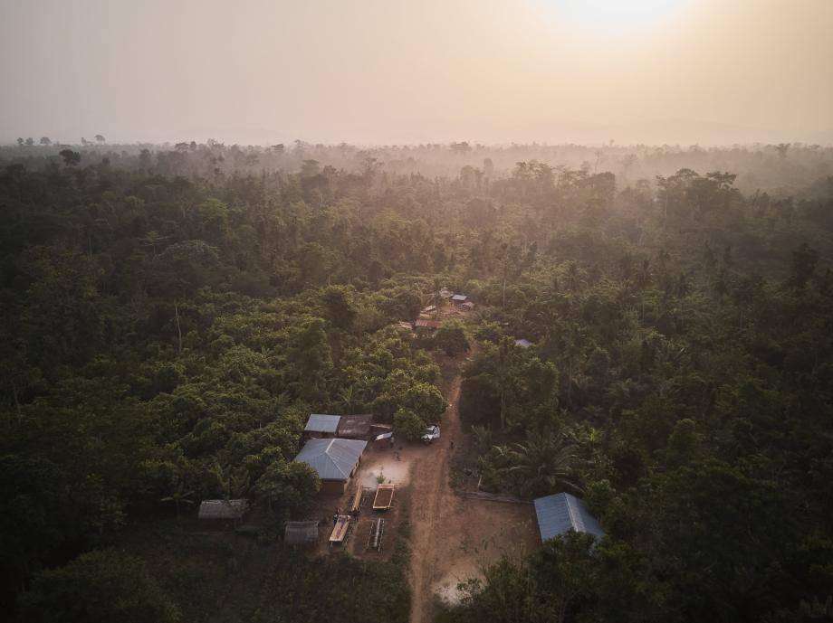 Cocoa and forest regeneration
