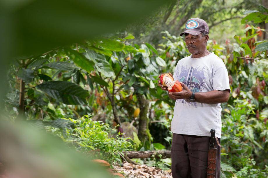 productivity of cocoa in environmentally suitable areas.