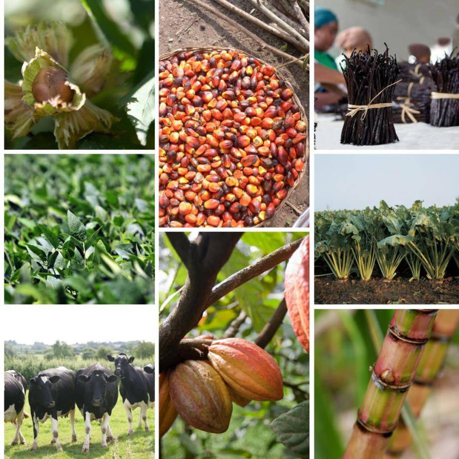 Barry Callebaut Sustainable Ingredients
