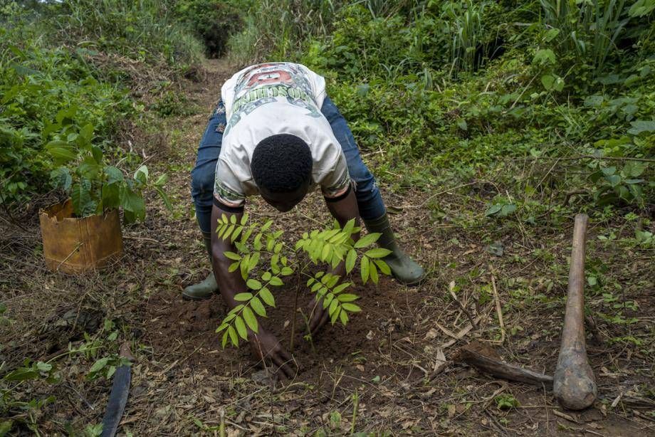 Restoration degraded forests ecosystem corridors