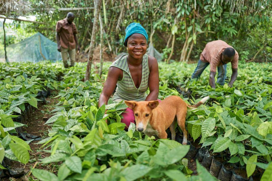 nursery cocoa production facilities