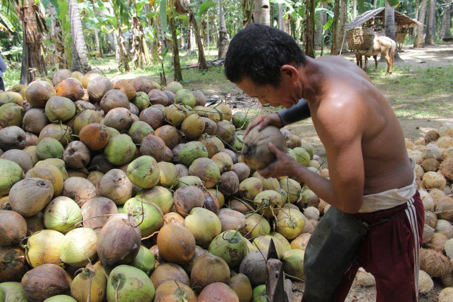 sustainable COCONUT - Barry Callebaut