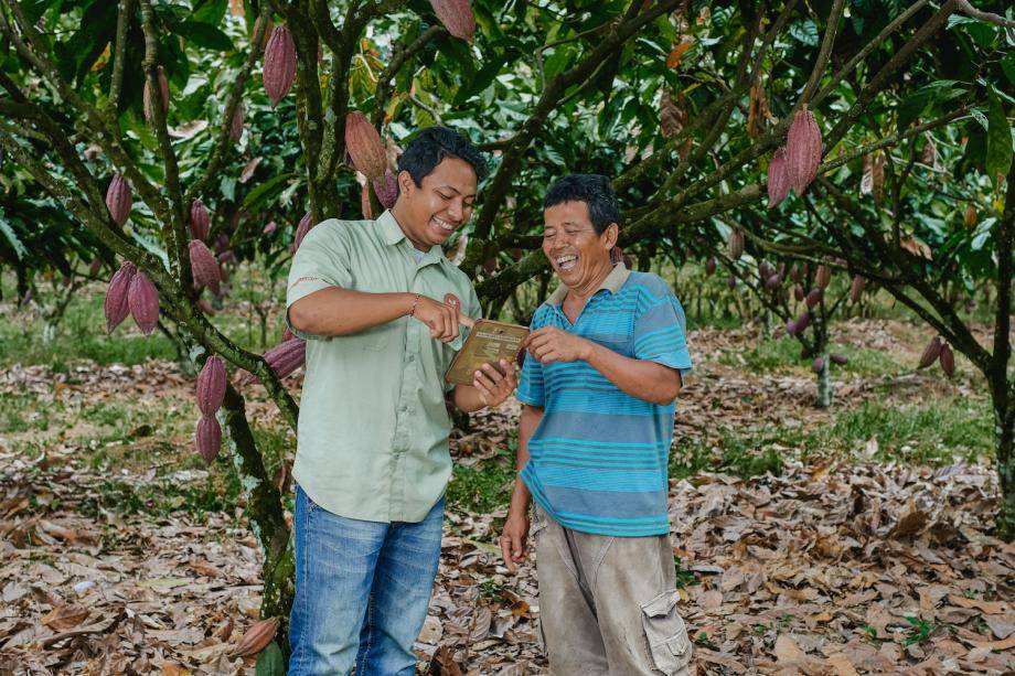 productivity packages prospering cocoa farmers