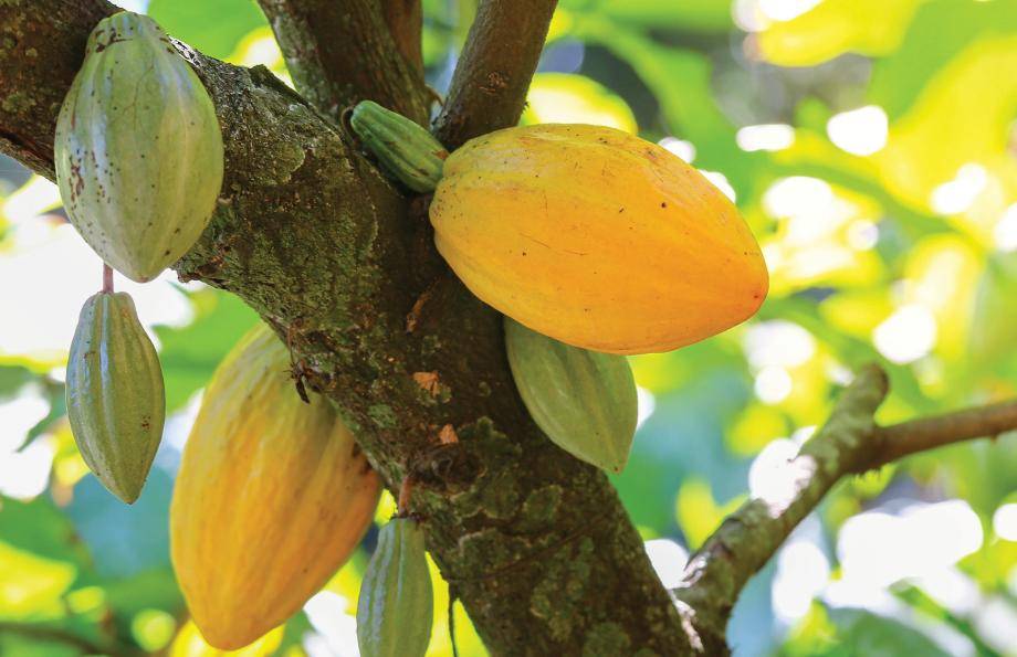 cacaofruit hanging