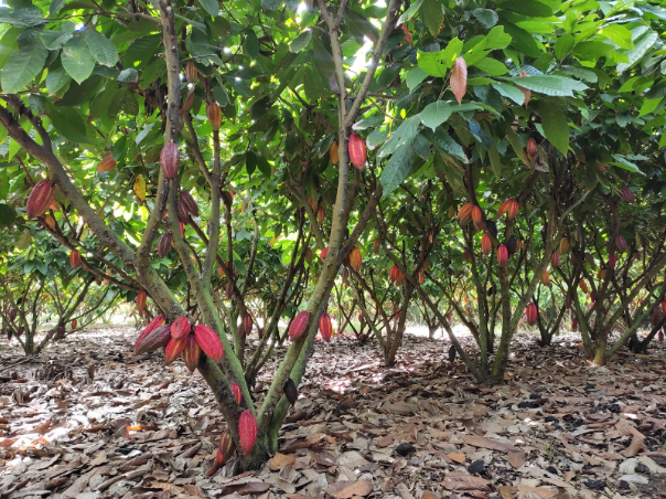 high-yielding cocoa Ecuador