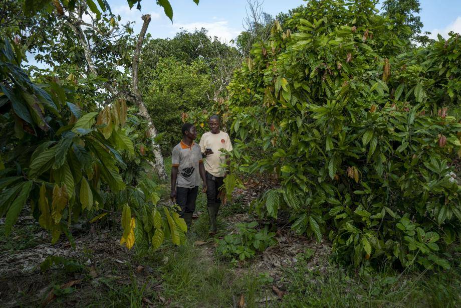 Cocoa sector-wide traceability