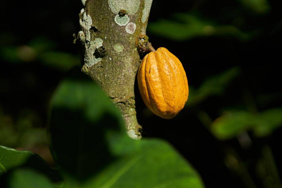 sustainable cocoa barry callebaut