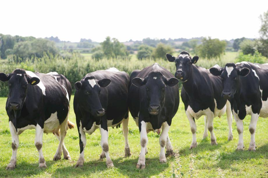 Sustainable dairy for chocolate