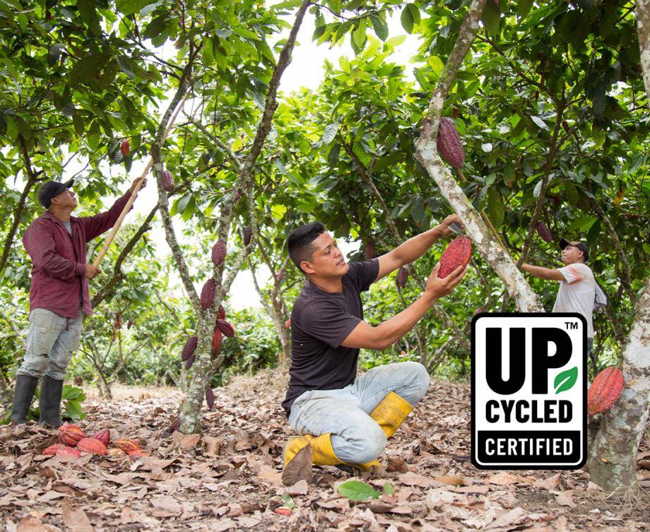Cacaofruit farmers