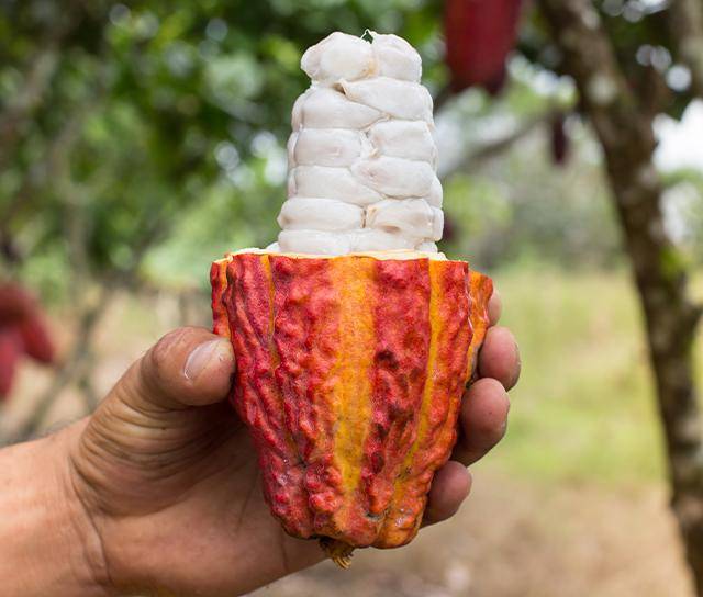 cacaofruit
