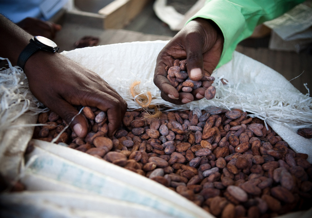 Cocoa Beans process