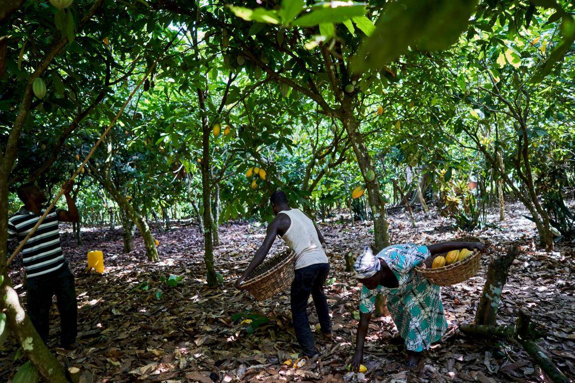 carbon reduction in cocoa supply chain