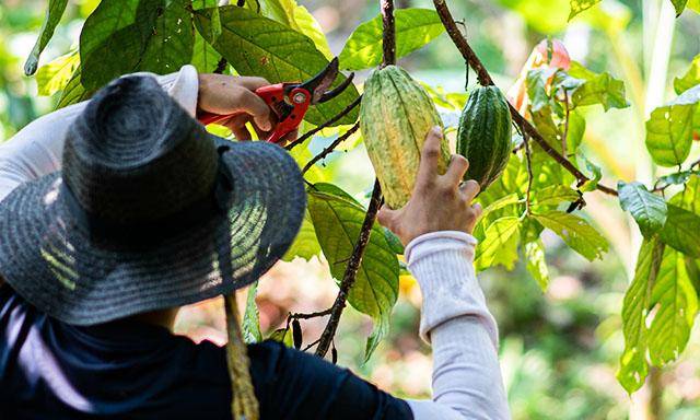 Van Houten Santo Domingo - sustainable cocoa