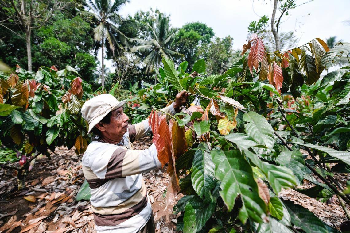 Brazilian cocoa farmer