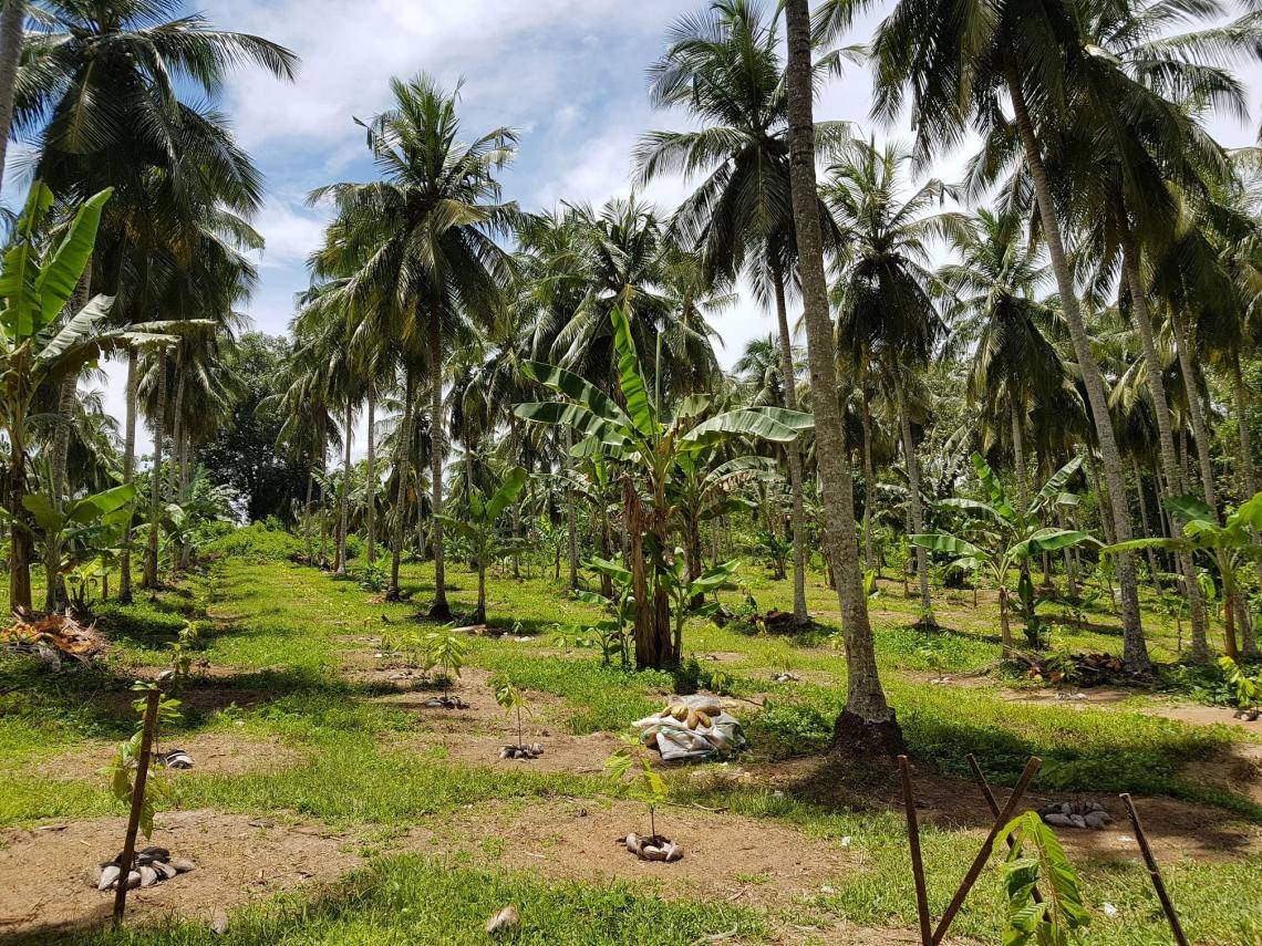 coconut and cocoa farming