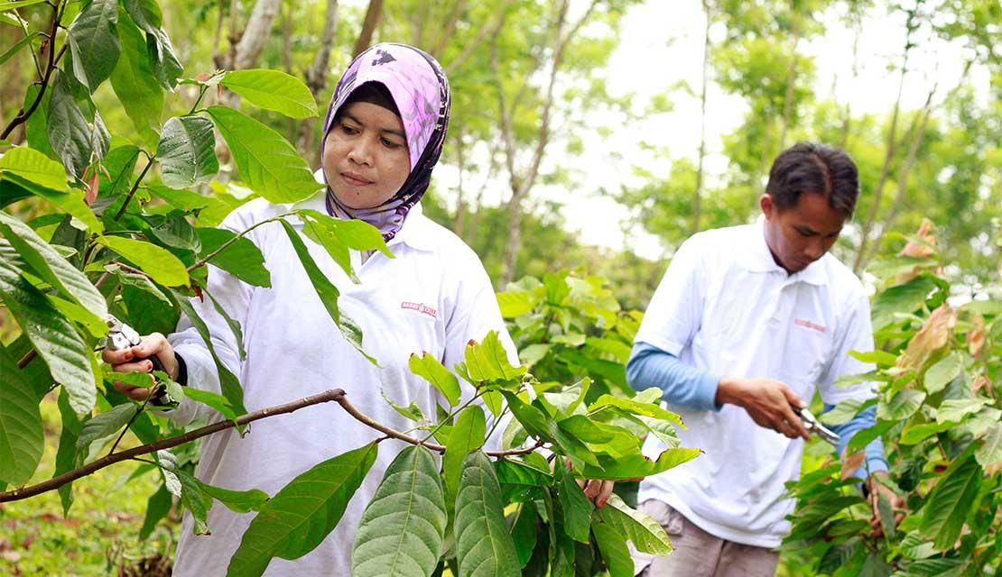 Cocoa farmers checking on the cocoa trees - Organic chocolate