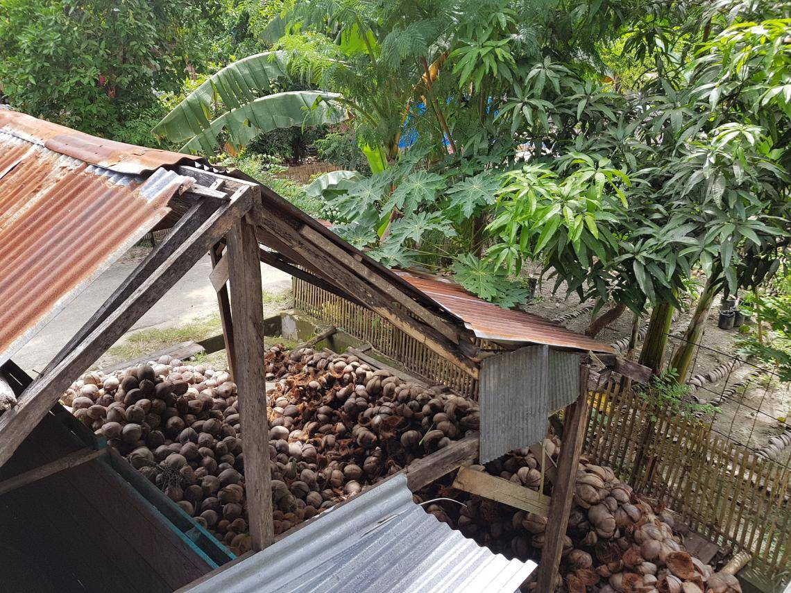 Coconut harvesting