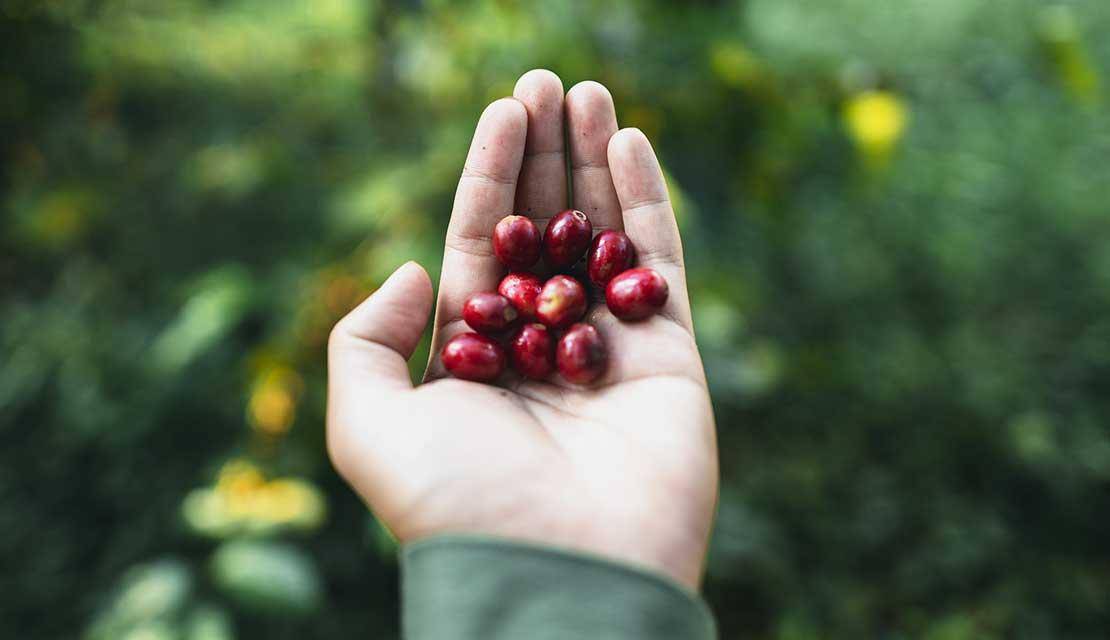 organic fruit