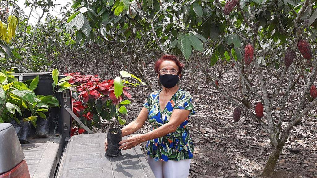 cocoa seedlings for farmers