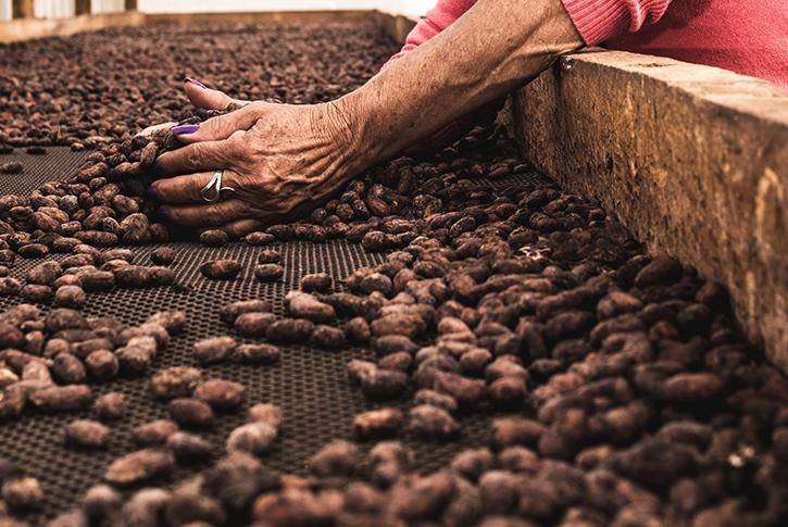 Cocoa beans
