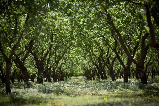 Barry Callebaut - sustainbale ingredients - hazelnuts