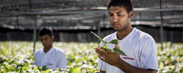 Boosting cocoa cultivation Brazil