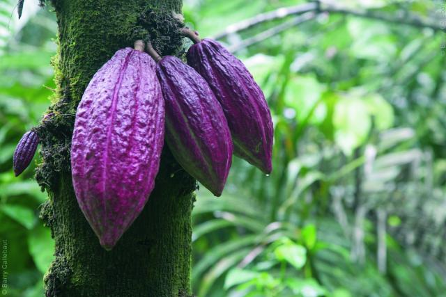Barry Callebaut Cocoa Plantation