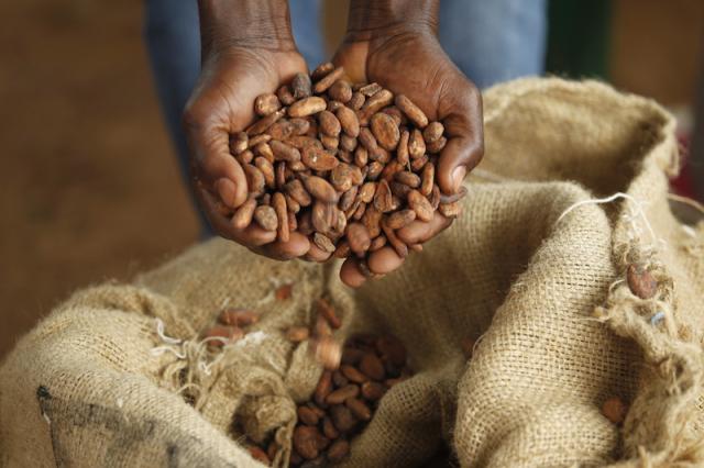 cocoa beans in hands